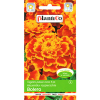 PlantiCo Aksamitka rozpierzchła Bolero