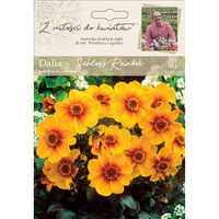 Dalia ogrodowa Schloss Reinbek kolekcja dalii Legutko