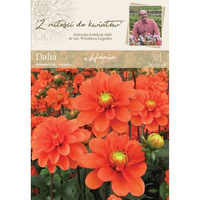 Dalia ogrodowa Hania kolekcja dalii Legutko