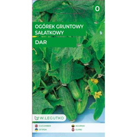 Ogórek gruntowy sałatkowy Dar - krzaczasty Legutko