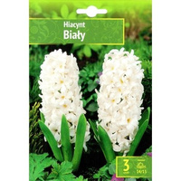 Hyacinthus - Hiacynt Biały 3 SZT.