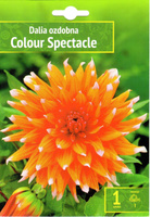 Dalia Colour Spectacle Wybór "I" 1 Szt.