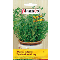 PlantiCo Tymianek właściwy